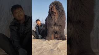 Tibetan mastiff 😱 [upl. by Modeerf67]