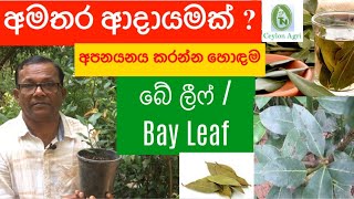 How to Grow Bay Leaf අමතර ආදායමක් ගන්න කැමතිද බේ ලීෆ් වගාව   Ceylon Agri Episode 49 [upl. by Aneleairam871]