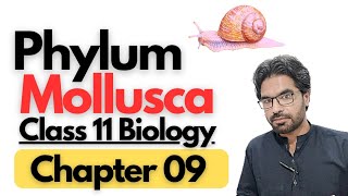 Phylum Mollusca General Characteristics and overview [upl. by Docila]