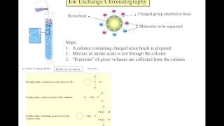 Separation of amino acids [upl. by Steele]