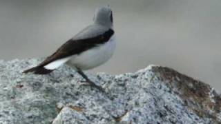 Northern Wheatear [upl. by Knorring778]