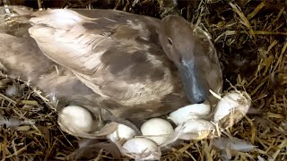 Will Khaki Campbell Ducks Hatch Eggs Naturally [upl. by Anaytat45]