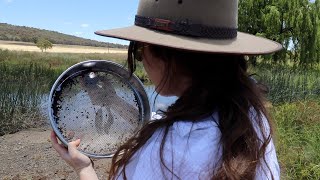 Sapphires and topaz in the New England  fossicking my first blue sapphire  Glen Innes gems [upl. by Calia]