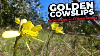 Golden Cowslip Orchids  An Adelaide Hills Rare Species [upl. by Aerdma]