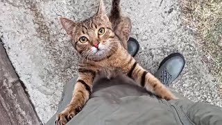 Stray Cat Chooses Woman And Wont Stop Cuddling Her Insisting He Be Adopted [upl. by Ille74]