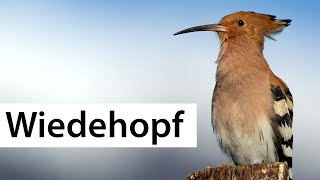 Vogel des Jahres 2022  Der Wiedehopf  Vogelsteckbrief [upl. by Olleina]