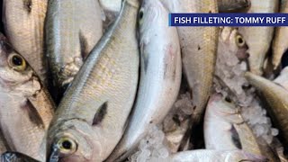 CYCSA Fish Filleting Demo Tommy Ruff [upl. by Eustasius990]