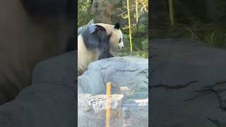 Chinese Panda Bear at the San Diego Zoo shorts [upl. by Bartley]