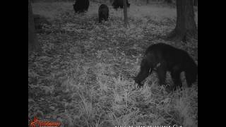 Black Bear picture slideshow West Valley and Ellicottville NY [upl. by Fasto761]