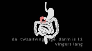 voeding en vertering van het menselijk lichaam [upl. by Itsrik]