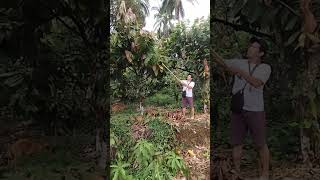 cacao tipping using high tree pruner [upl. by Subak253]