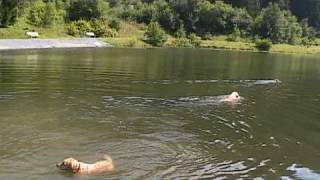 Urlaub Hundeparadies Müllneralm 2008 badende Hunde im Bergsee [upl. by Armilla]