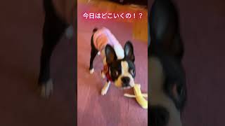 八王子いちょう祭りにチュパ犬がいく ボステリ ボステリくんボストンテリア ぶーちゃん犬のいる生活 可愛い [upl. by Noellyn746]