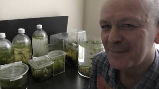 SelfSustaining Ecosphere with Pond Snails and Elodea Testing [upl. by Adhern]