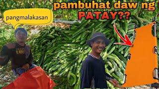 PANGHAKOT SA MALAKIHANG HARVEST [upl. by Lashond]