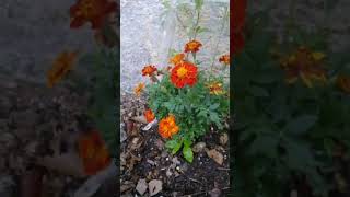 Transplante de plántulas de Cempoalxóchitl clemolito Tagetes patula [upl. by Rapsac538]