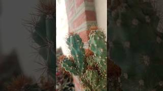 Does anyone know the name of this plant 🌵 plants shorts [upl. by Alwyn]