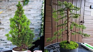 How to Bonsai a White Spruce Tree🌲Picea Glauca [upl. by Eiuqcaj585]