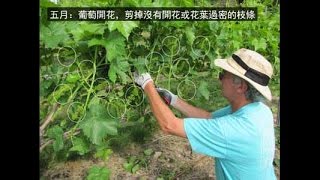 約翰福音14章下15章上 10版  聖經簡報站 [upl. by Corabel]