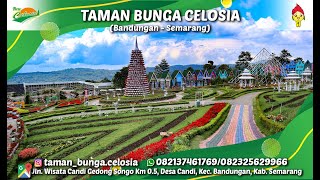 Taman Bunga Celosia Bandungan [upl. by Gala]