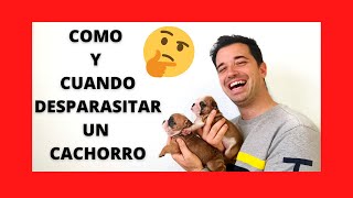 💎COMO y CUANDO DESPARASITAR un CACHORRO🐶 PASO a PASO💎 [upl. by Aihsiym]