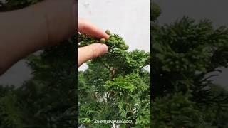 Golden Hinoki Cypress Specimen Bonsai Tree [upl. by Ahsimat245]