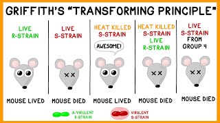 Griffiths Experiment Bacterial Transformation [upl. by Osnerol910]