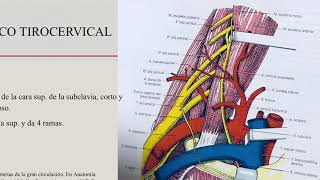Arteria Subclavia Izquierda [upl. by Sherburne]