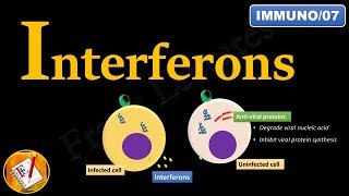 Interferons INFα INFβ and INFγ FLImmuno07 [upl. by Elohcin389]