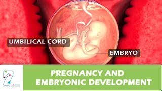 Pregnancy and Embryonic Development [upl. by Ynobe471]