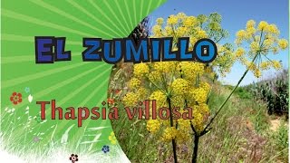 EL ZUMILLO Thapsia villosa [upl. by Netram]