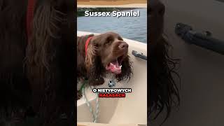 Spaniel dogs sussexes spaniels cavalier cavaliers cavalierkingcharles psy pies dog [upl. by Packston256]