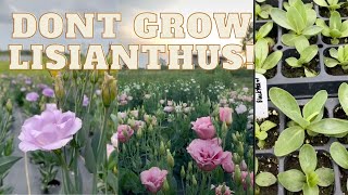 Dont Grow Lisianthus Watch this first Flower Farming [upl. by Riley468]