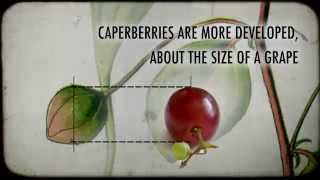 What are Caperberries [upl. by Hermie]