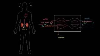 Anatomie et fonctionnement des reins [upl. by Ahsima]