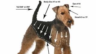 How to Groom the Airdale Airdale Grooming Airdale Hair Cut [upl. by Symon]