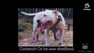 Scratch Talk quotFrank Cochran Gamedog History quot apbt gamedogs history scratch [upl. by Eiclud]