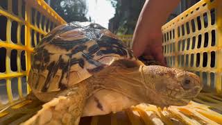 Getting Up Close with the Leopard Pardalis Tortoise For Physical Check [upl. by Aetnahc]