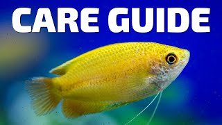 Care Guide for Honey Gourami  Aquarium CoOp [upl. by Eiramassenav689]