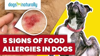 5 Signs Of Food Allergies In Dogs [upl. by Nelyaw241]