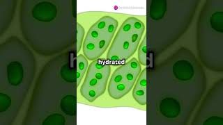 What is a Vacuole Explained biology facts cellbiology science highlights knowledge yt [upl. by Trever]