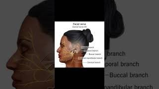 Motor points of facial muscles humananatomy physiotherpy upperbodymuscle sportsphysiotherapy [upl. by Zampardi325]