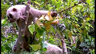 Slow Loris with eyes wide open Kaziranga [upl. by Westphal]