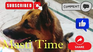 Roni full of enjoy 😉 Masti Time dog doglover petowner germanshepherd [upl. by Elamef]