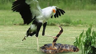 King Cobra Vs Secretary Bird In A Big Fights Who Will Win [upl. by Mikkel]