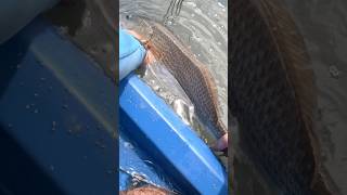 FloodTide Fall Redfish in the Marshes of Charleston South Carolina [upl. by Yeh]