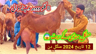 2024 8 kilo Dudh 😱 Bakri منگل منڈی Mangal Mandi ke rate Bakrid doodh wali بکری دودھ والی Bakri film [upl. by Yetak]