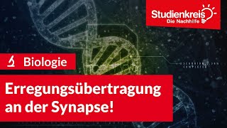 Erregungsübertragung an der Synapse  Biologie verstehen mit dem Studienkreis [upl. by Sudnak258]