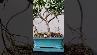 Schefflera Bonsai [upl. by Draner]