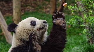 Male Pandas Sexercise Training Regime  BBC Earth [upl. by Terrene]